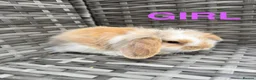 Mini Lop rabbits for sale: Adorable mini lop rabbits for sale ❤️ - Advert 3
