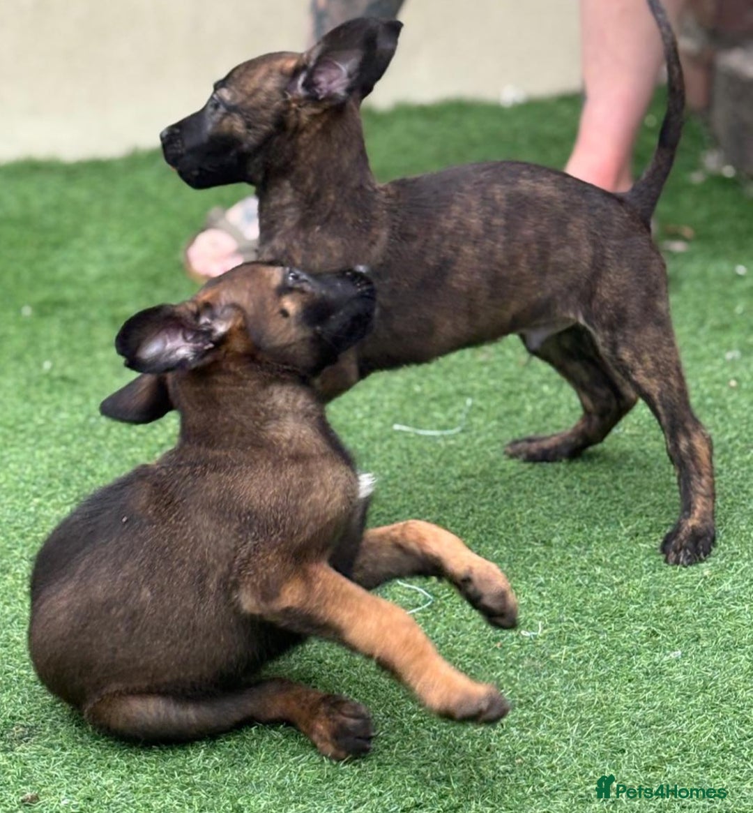 Belgian Shepherd Dog dogs for sale: Belgian malnois x Dutch sheppard puppies - Image 4