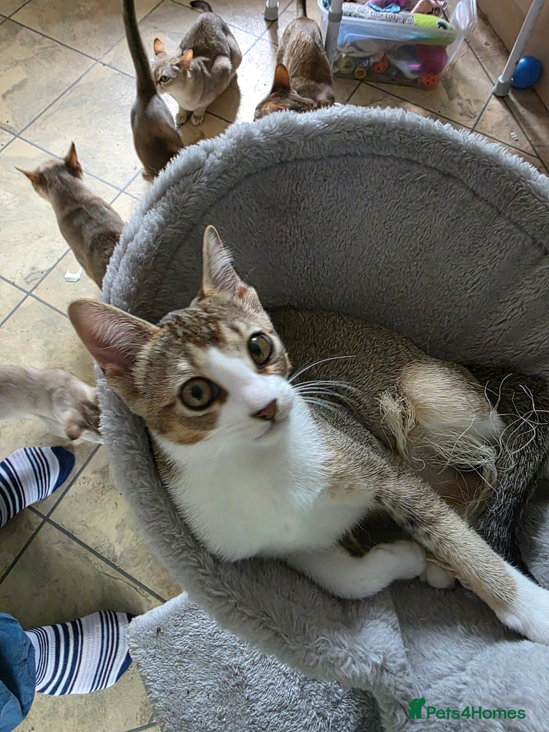 Singapura cats for sale: Accidental Singapura x Abyssinian x Moggie in Lowestoft - Image 12
