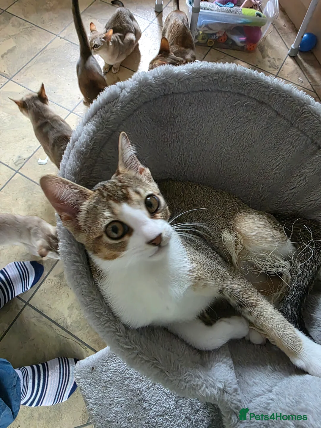Singapura cats for sale: Accidental Singapura x Abyssinian x Moggie in Lowestoft - Advert 14