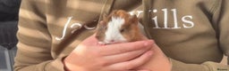 Guinea Pig rodents for sale: Two baby boars for sale  - Advert 2