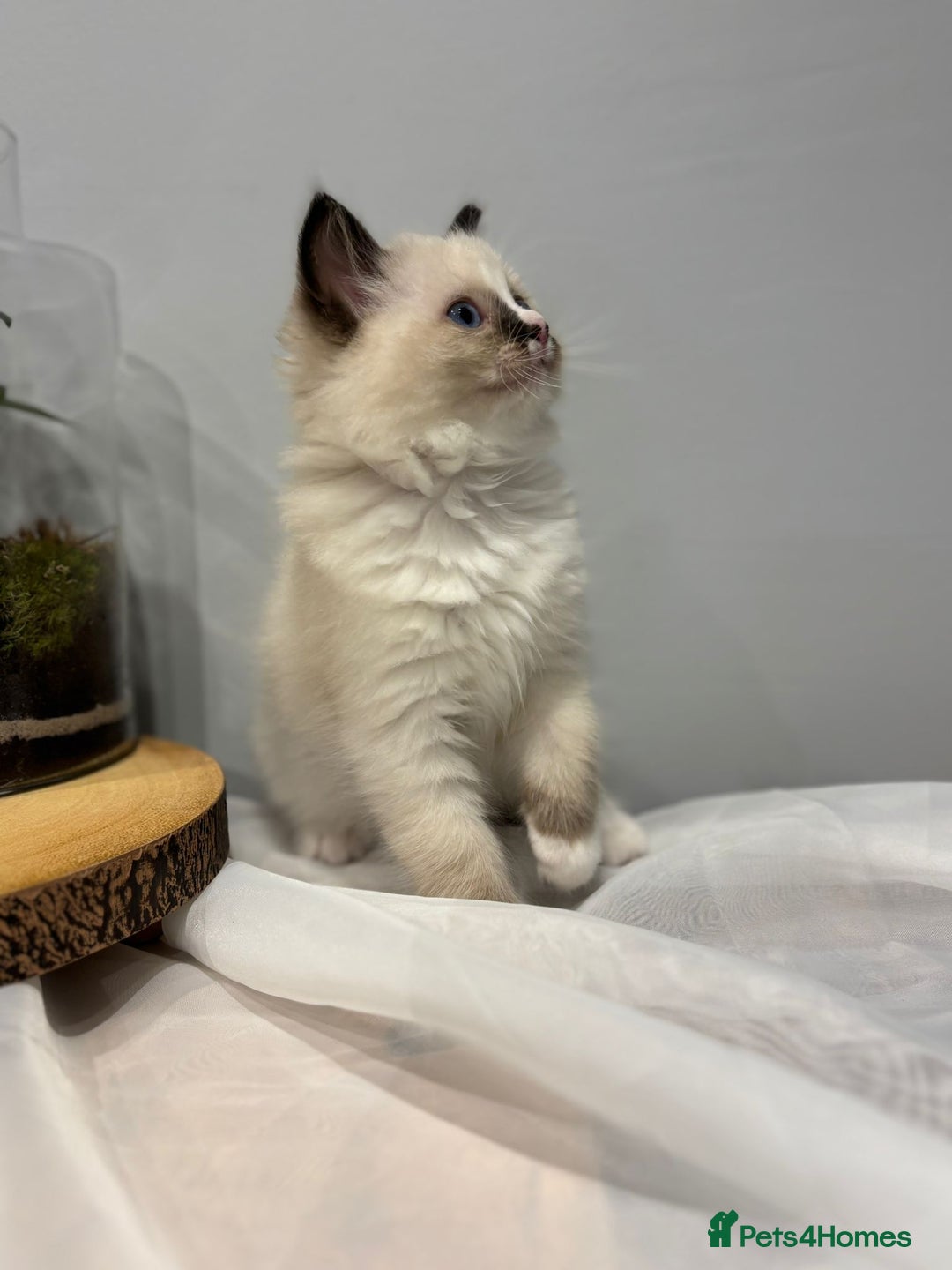 Ragdoll cats for sale: Purebred ragdoll kittens.1 girl & 3 boys-ready now - Advert 10