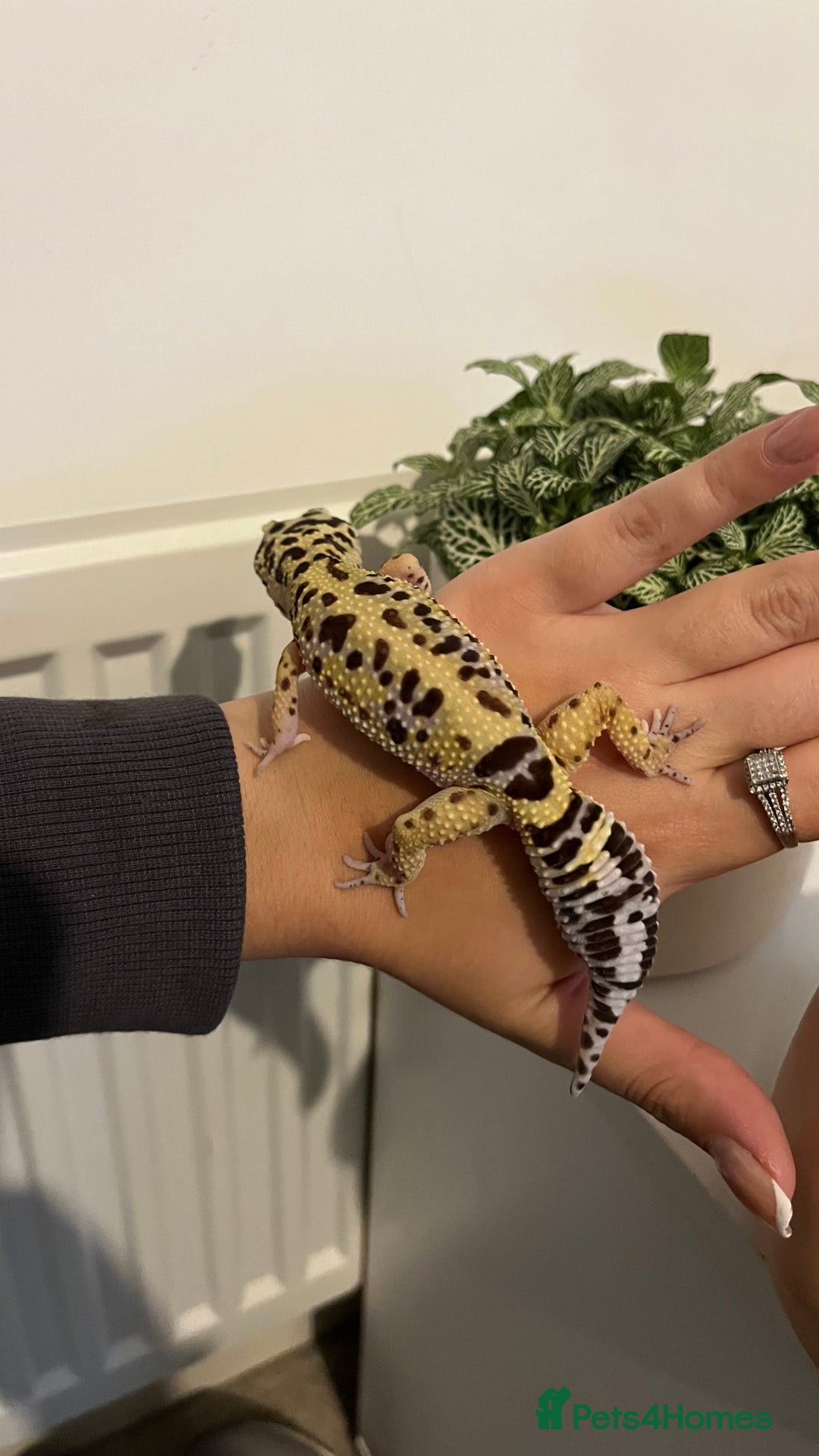 Leopard Gecko reptiles for sale: 4x Leopard geckos  - Image 6