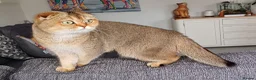 Scottish Fold cats for sale: TICA Registered Scottish Fold  - Advert 10