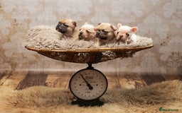 French Bulldog dogs for sale: 🐾 Beautiful French Bulldog Puppies 🐶 - Image 20