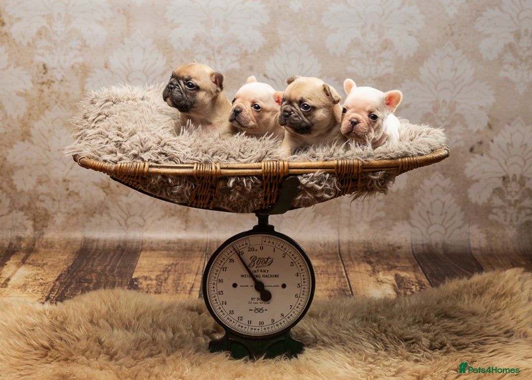 French Bulldog dogs for sale: 🐾 Beautiful French Bulldog Puppies 🐶 - Image 20