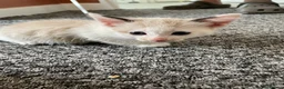 Mixed Breed cats for sale: 4 kittens  - Advert 3
