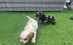 Cavapoo dogs for sale: F1 cavapoo puppies for sale - Image 12