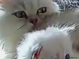 Persian cats Chinchilla persian kitten - Advert 2