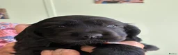 Cocker Spaniel dogs for sale: Show Type Cocker Spaniel puppies available in Welwyn - Advert 10