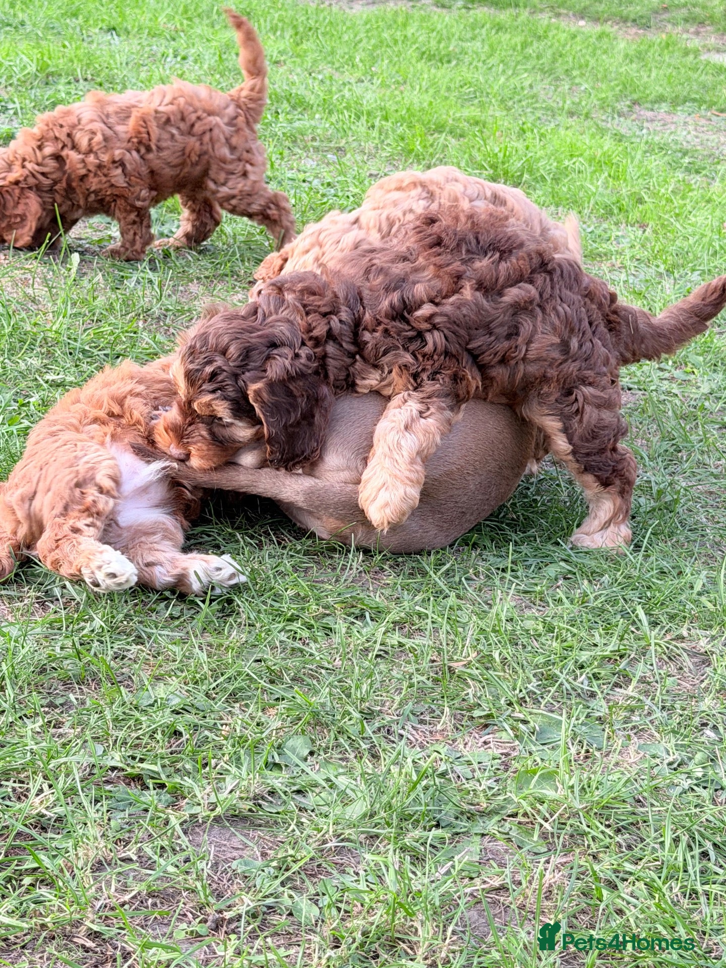 Cockapoo dogs F3 cockerpoos - Advert 2
