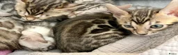 Bengal cats for sale: 4 gorgeous female Bengal kittens ready to reserve - Advert 11