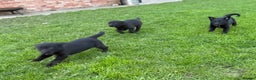 Border Collie dogs for sale: Fabulous Border Collie x Labrador Puppies - Advert 6