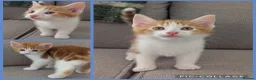 British Shorthair cats for sale: 3 Male & 1 Female kittens. Beautiful and playful  - Advert 5