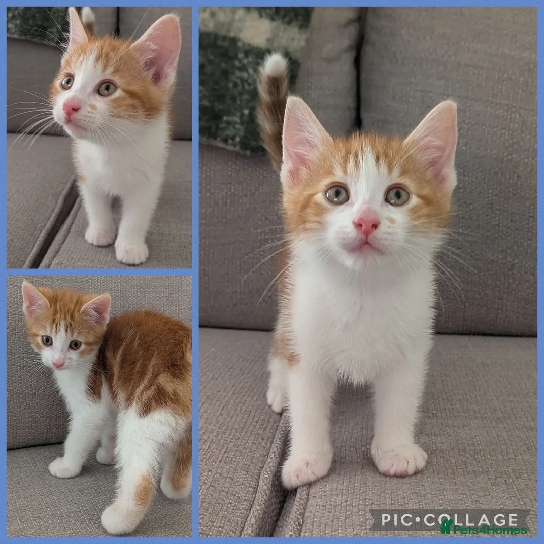 British Shorthair cats for sale: 3 Male & 1 Female kittens. Beautiful and playful  - Advert 5
