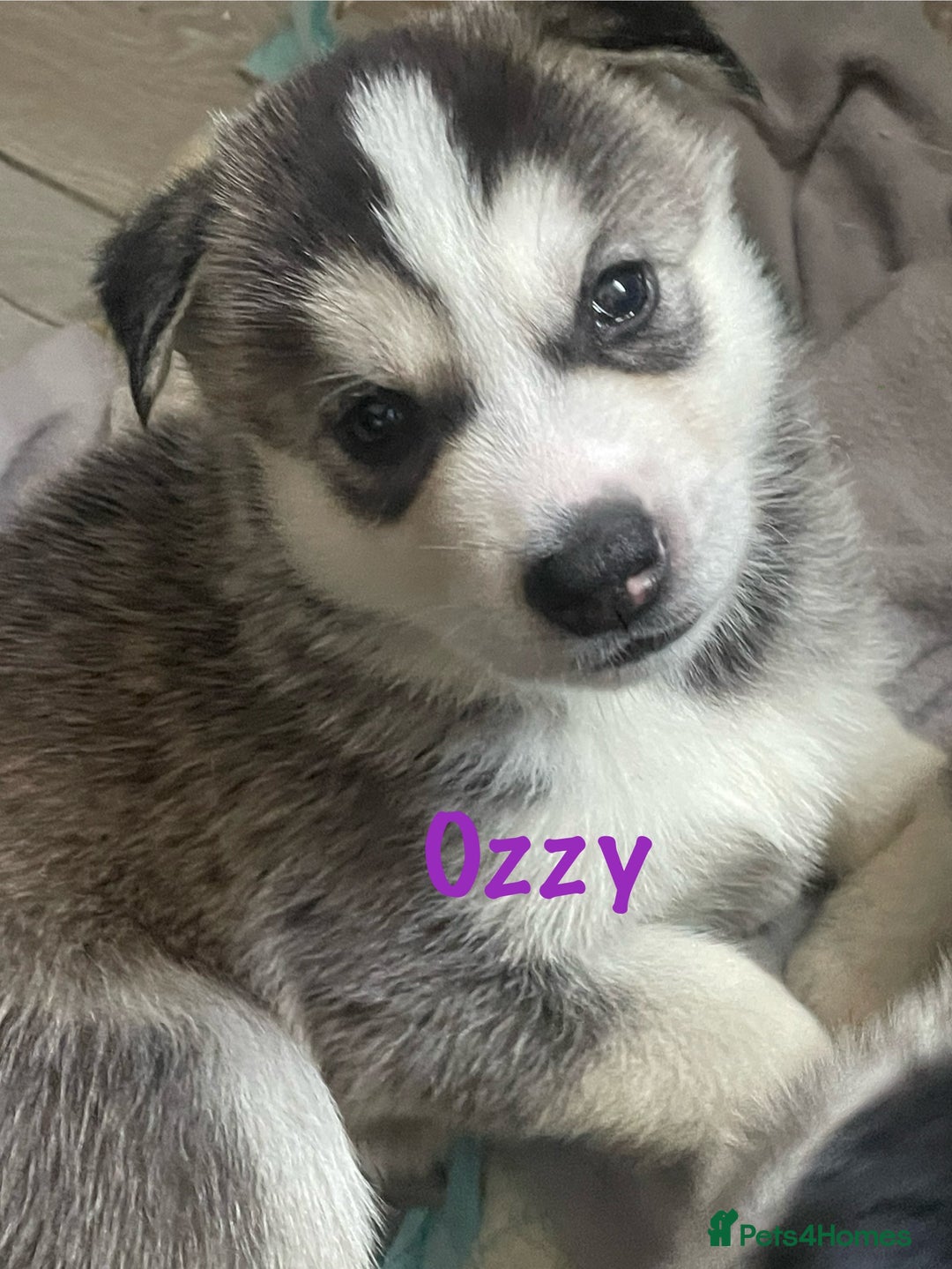 Siberian Husky dogs for sale: Beautiful Husky Puppies  - Image 12
