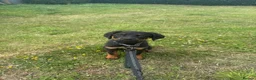 Rottweiler dogs for sale: Female Rottweiler  in Saltburn-by-the-Sea - Advert 2