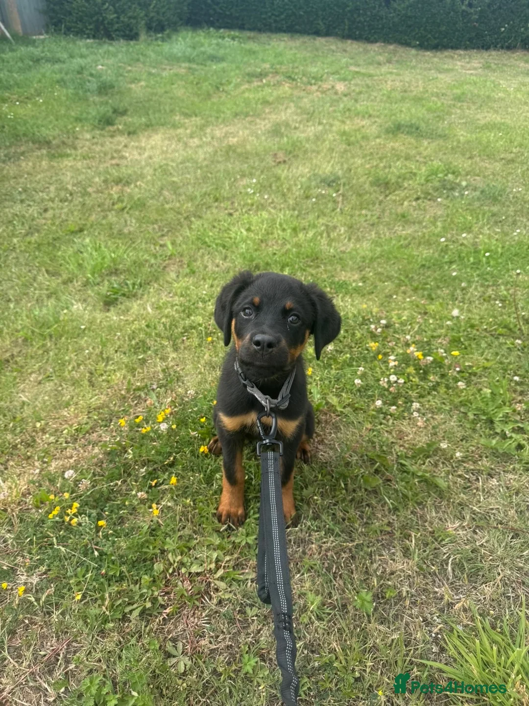 Rottweiler dogs for sale: Female Rottweiler  in Saltburn-by-the-Sea - Advert 2
