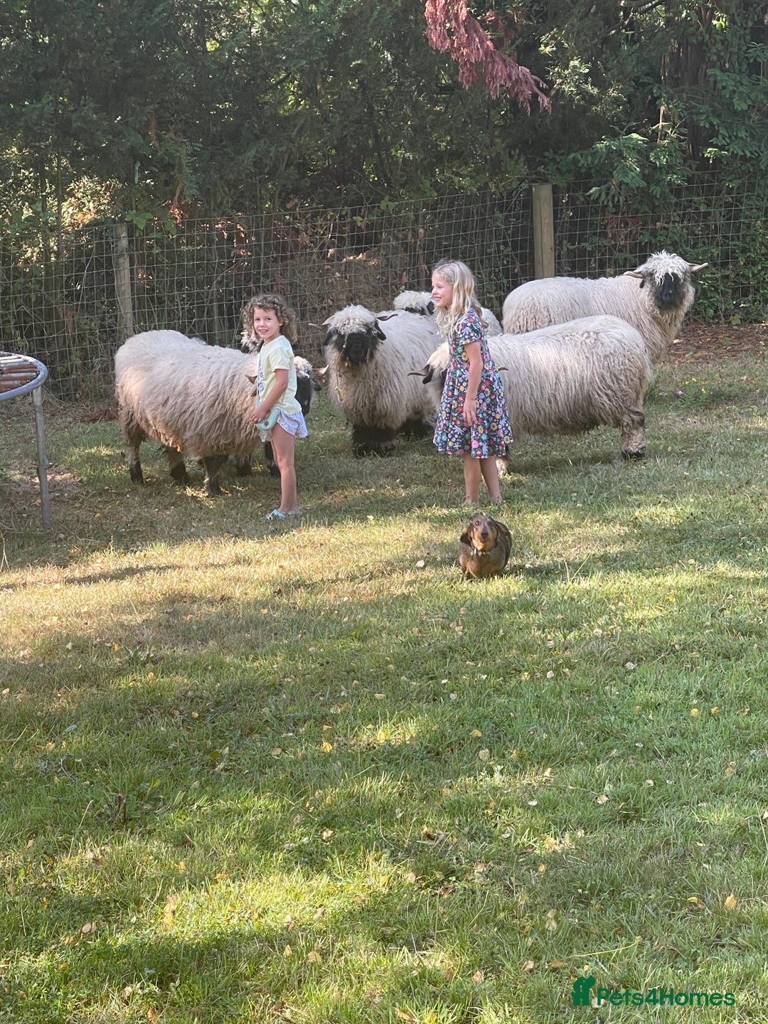 Sheep livestock for sale: Pedigree registered Valais Blacknose ewes - Advert 12