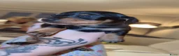 Miniature Dachshund dogs for sale: Miniature Dachshund Puppies in Glasgow - Advert 9