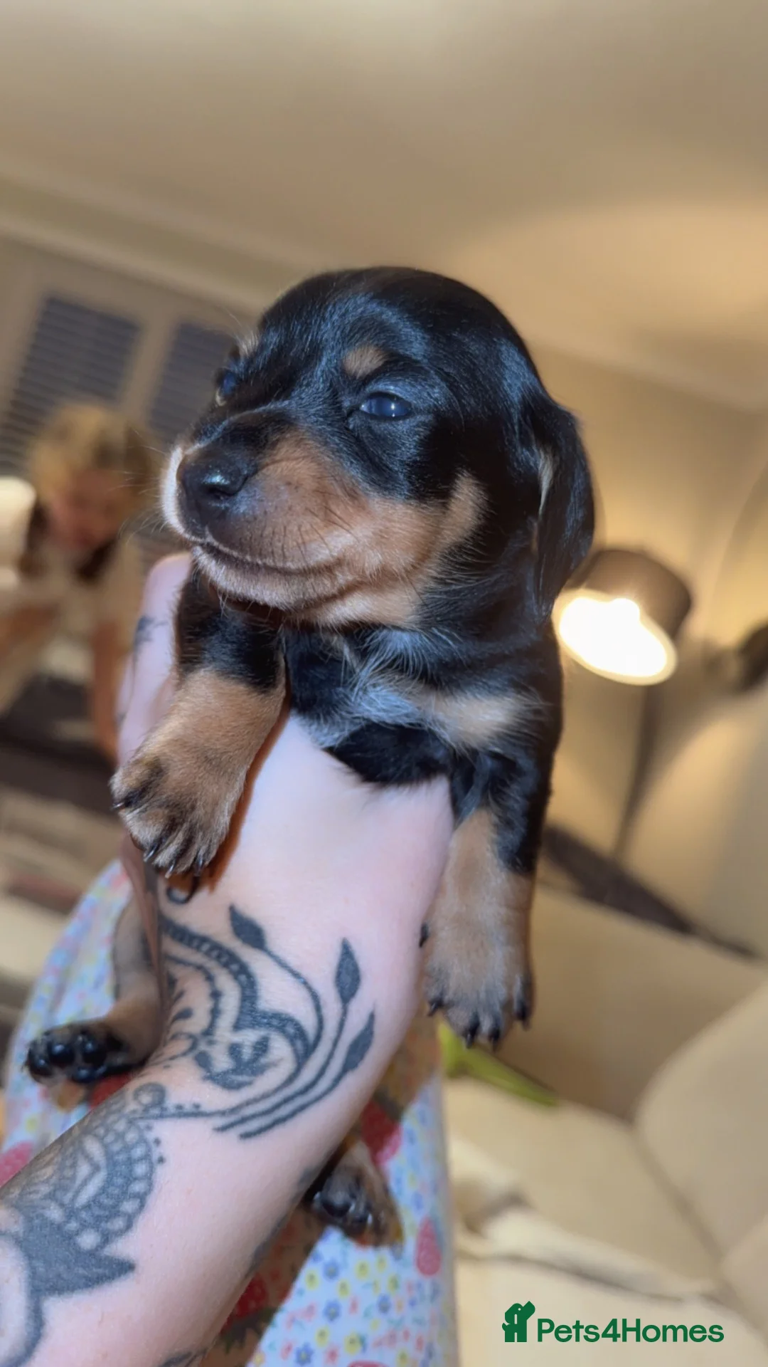 Miniature Dachshund dogs for sale: Miniature Dachshund Puppies in Glasgow - Advert 9