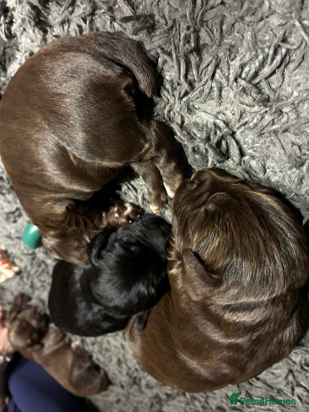 Cocker Spaniel dogs for sale: True working Cocker Spaniels docked  - Advert 2