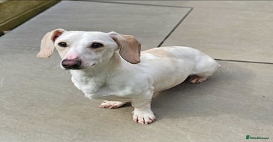 Miniature Dachshund dogs - Advert 8