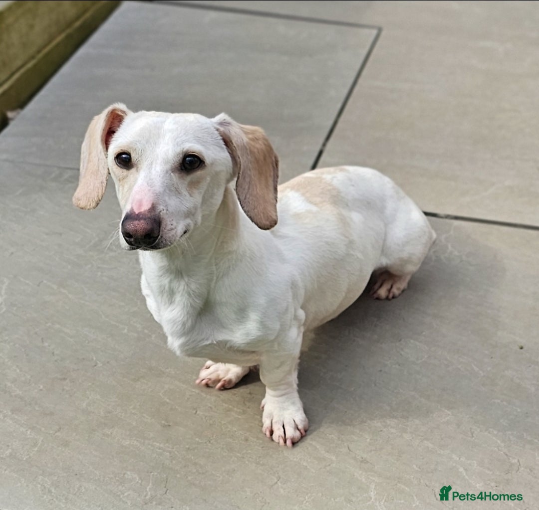 Miniature Dachshund dogs for sale: KC Smooth Cream Piebald - Image 4