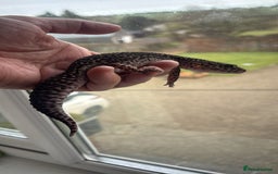 Gecko reptiles for sale: Female gecko for sale  - Image 3