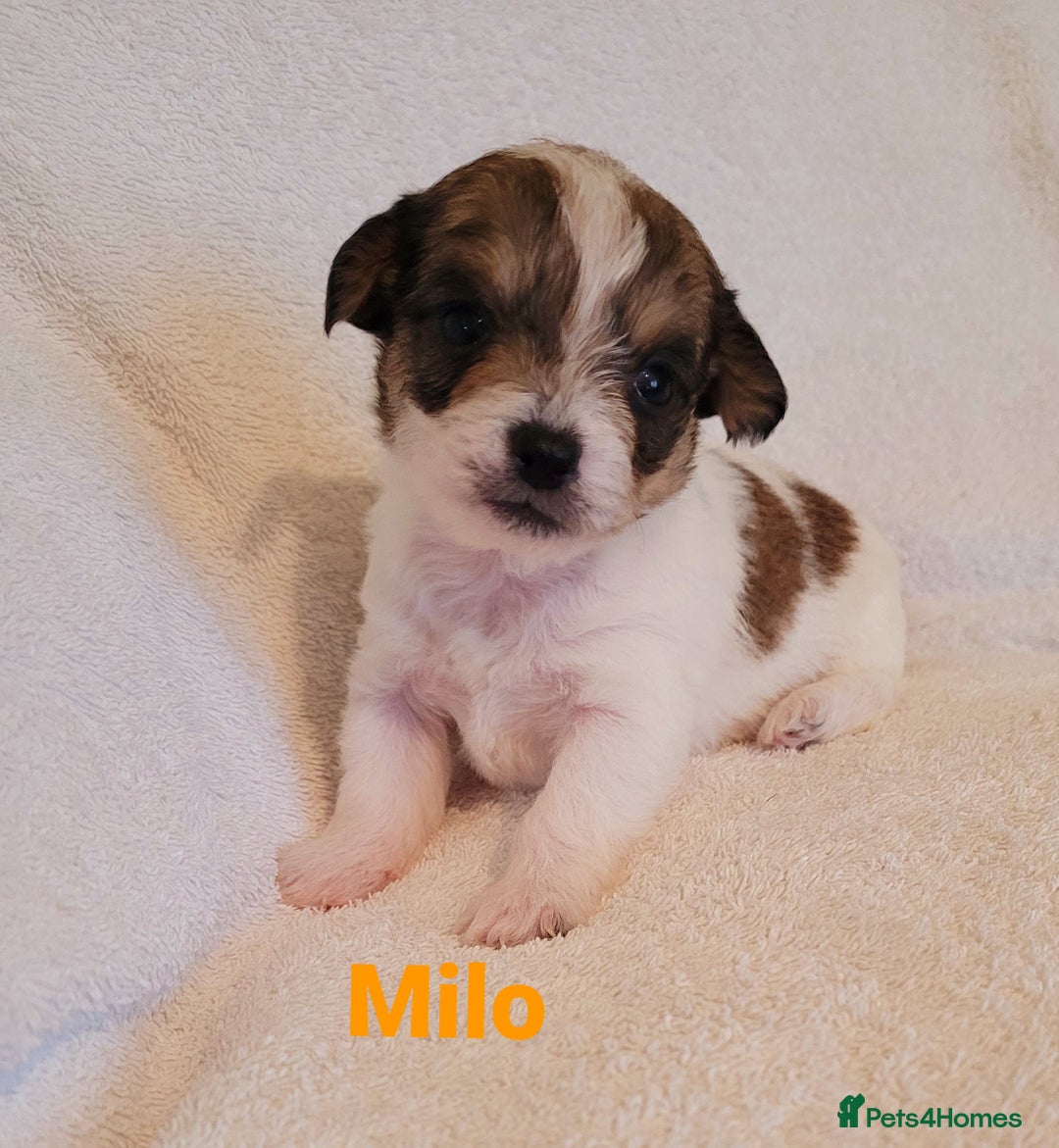 Mixed Breed dogs for sale: Adorable Jack Russell  mix  - Advert 6