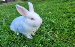 English Lop rabbits for sale: Baby Rabbits 9 available  - Image 2