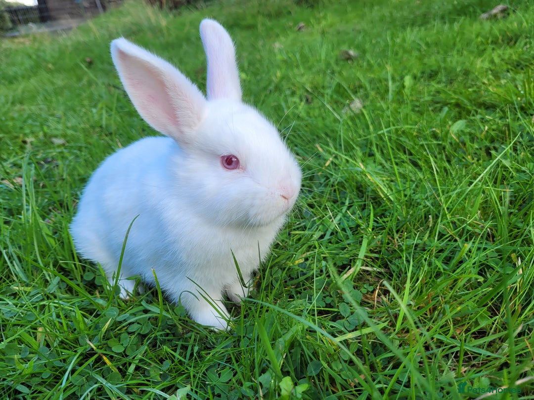English Lop rabbits for sale: Baby Rabbits 9 available  - Image 2