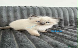 Ragdoll cats for sale: 5 Adorable Ragdoll Kittens🐾 - Image 1