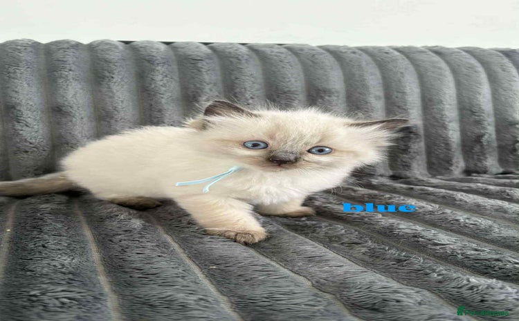 Ragdoll cats - Advert 8
