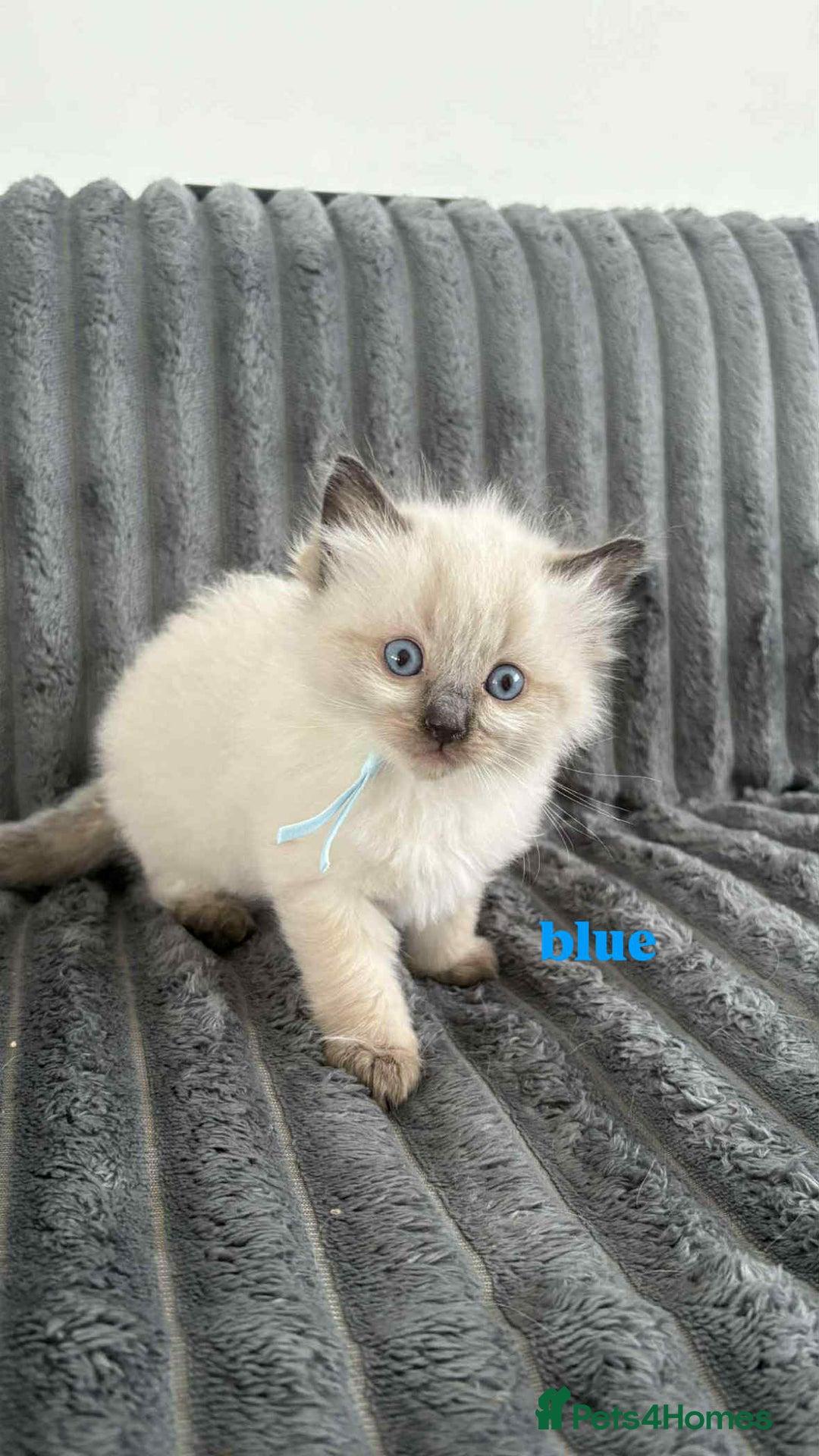 Ragdoll cats for sale: 5 Adorable Ragdoll Kittens🐾 - Image 1