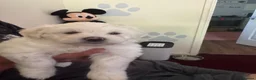Maltese dogs for sale: 2 lovely boys for sell!! in Bristol - Advert 2