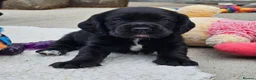 Bocker dogs for sale: Beautiful Bocker Pups - Ready 14.09.26 in Thirsk - Advert 26