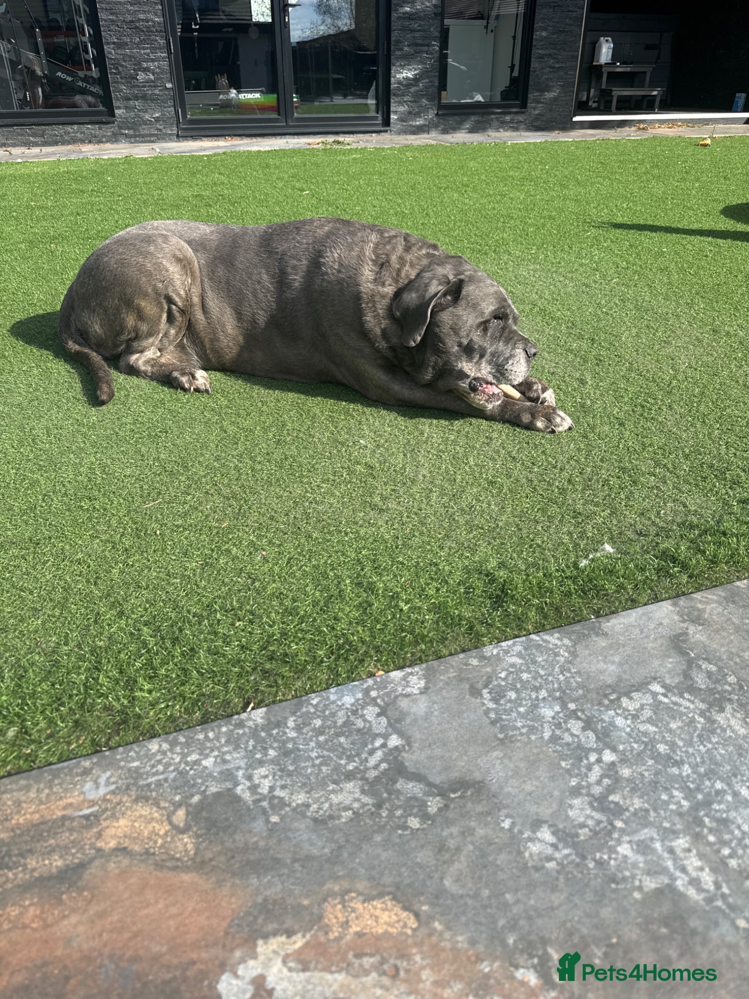 Cane Corso dogs Female Cane Corso - Advert 2