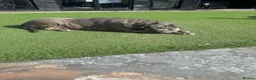 Cane Corso dogs for sale: Female Cane Corso in Bury - Advert 1