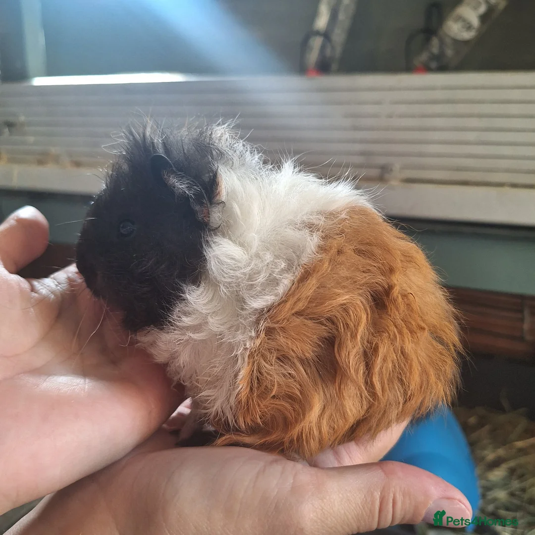 Guinea Pig rodents for sale: 8 weeks old  baby Guinea pigs  ready   - Advert 2