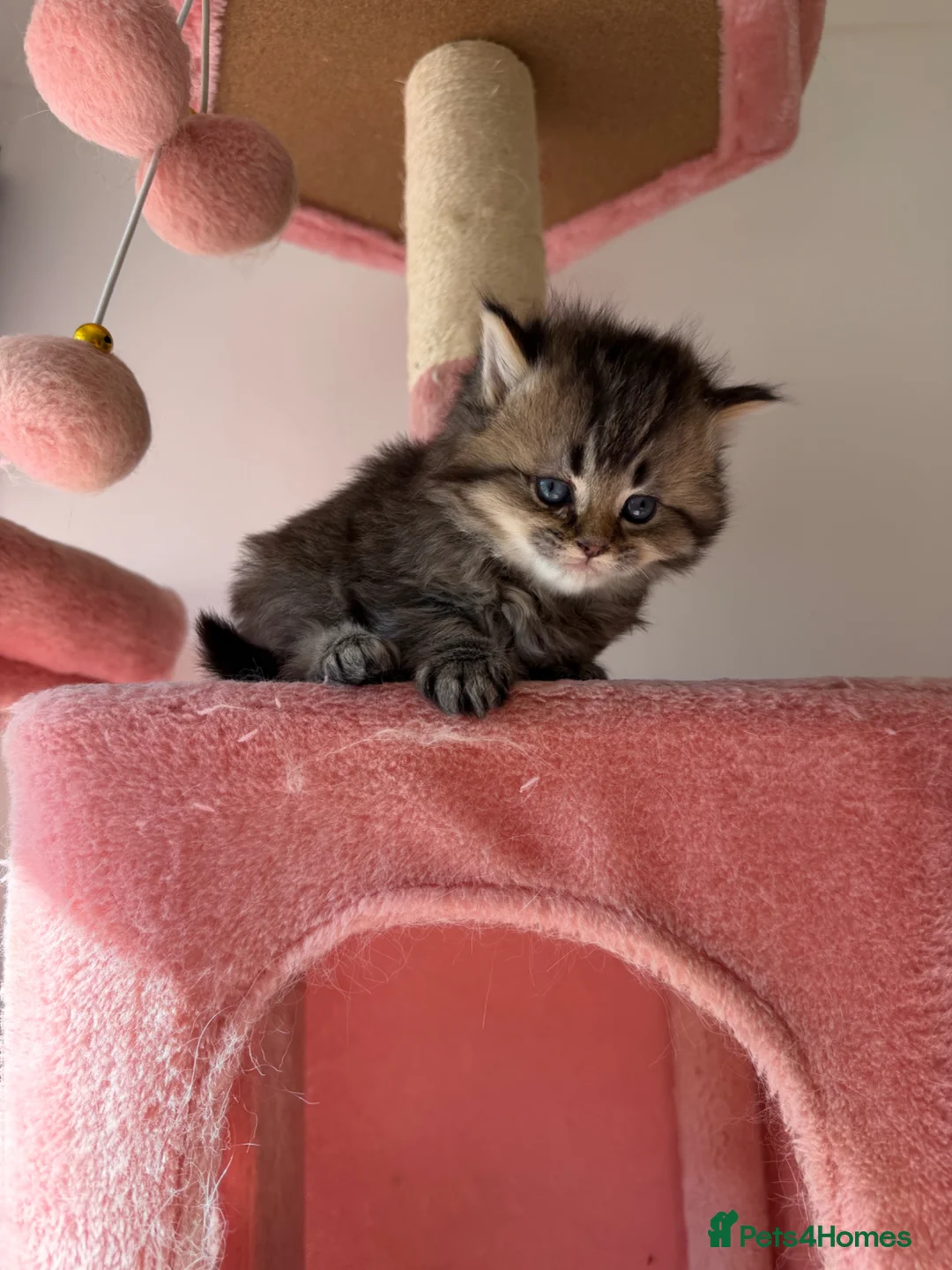 British Longhair cats for sale: gorgeous kittens Looking for a lovely home - Advert 1