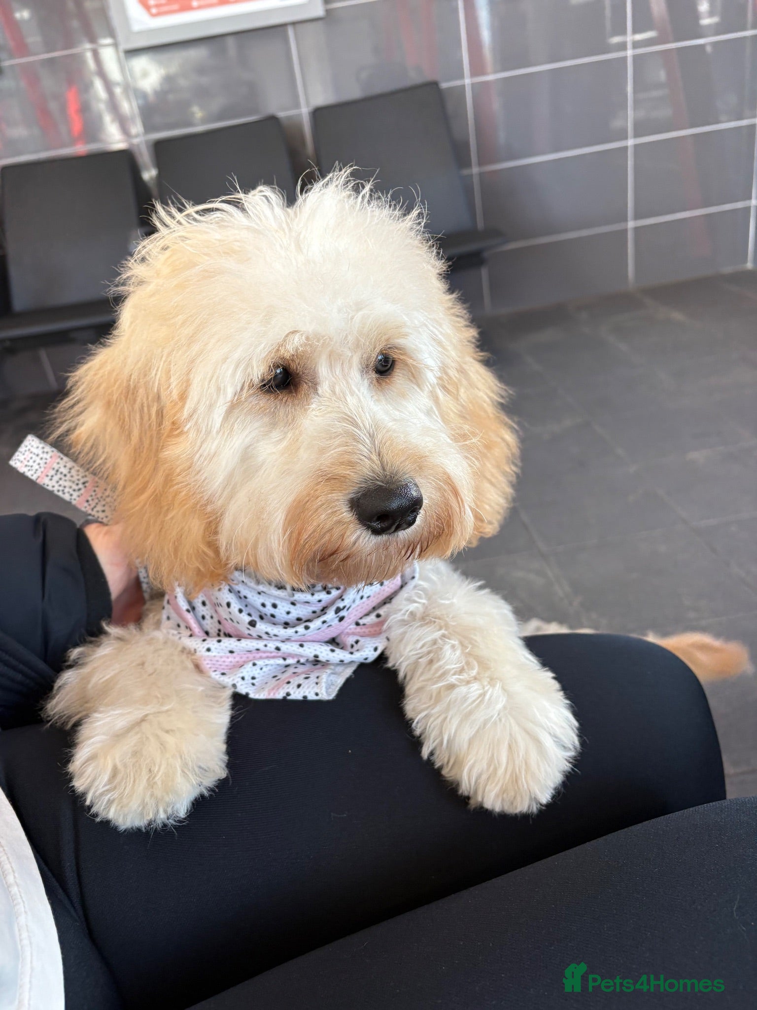 Mini Goldendoodle dogs Mini goldendoodle - Advert 1