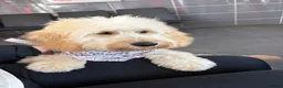 Mini Goldendoodle dogs for sale: Mini goldendoodle - Advert 1