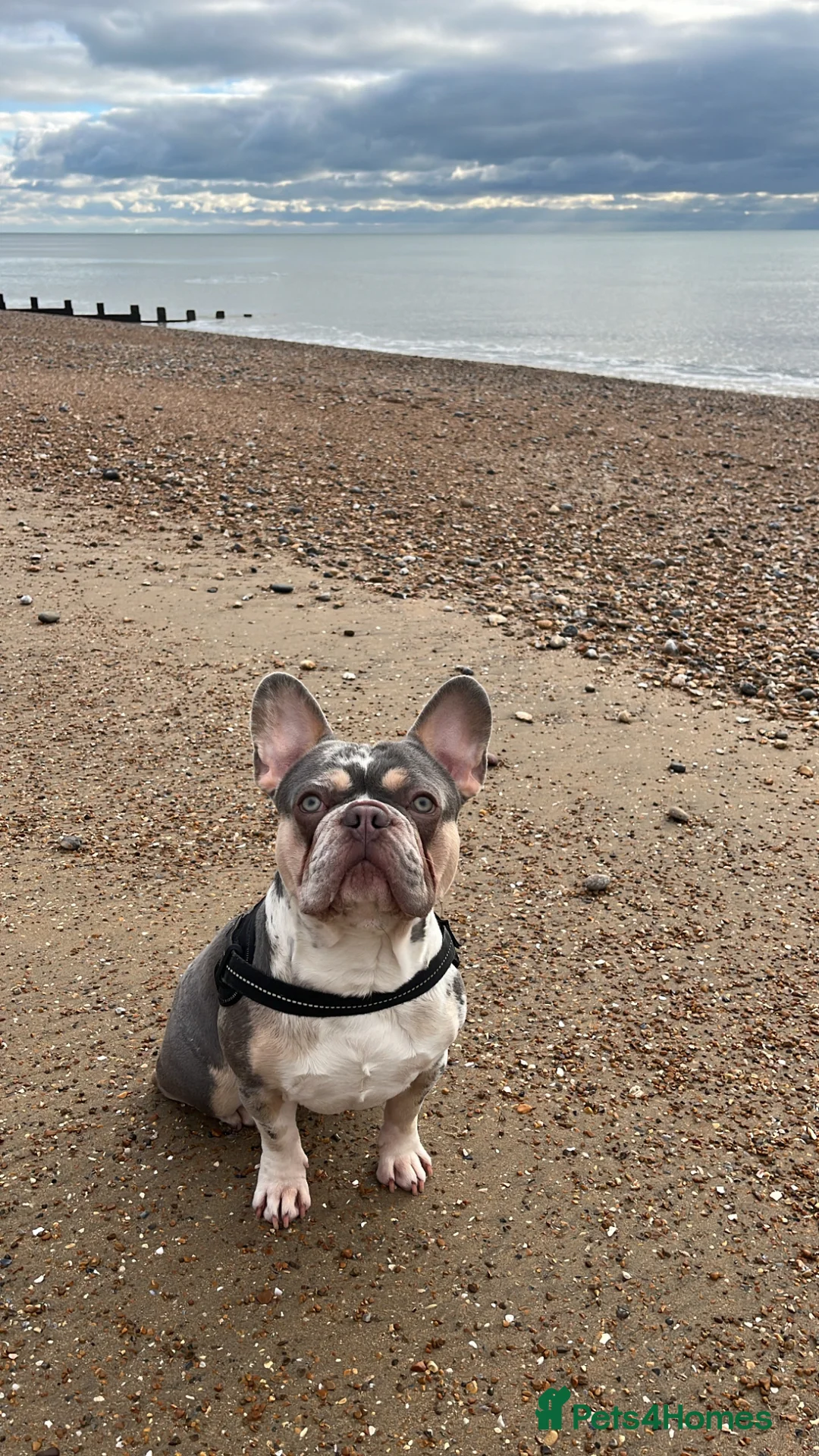 French Bulldog dogs for sale: 3 year old male French bulldog  - Advert 1