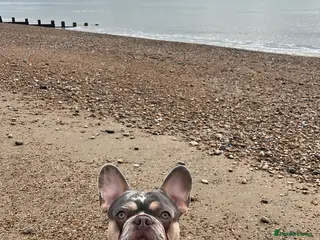 French Bulldog dogs 3 year old male French bulldog - Advert 8