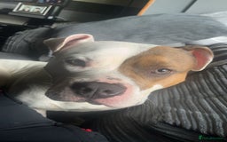 Mixed Breed dogs for sale: Looking to Rehome My Beautiful Girl, Lola - 2 yrs - Image 6