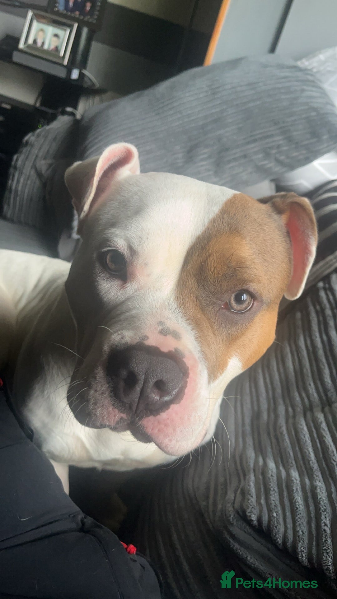 Mixed Breed dogs for sale: Looking to Rehome My Beautiful Girl, Lola - 2 yrs - Image 6