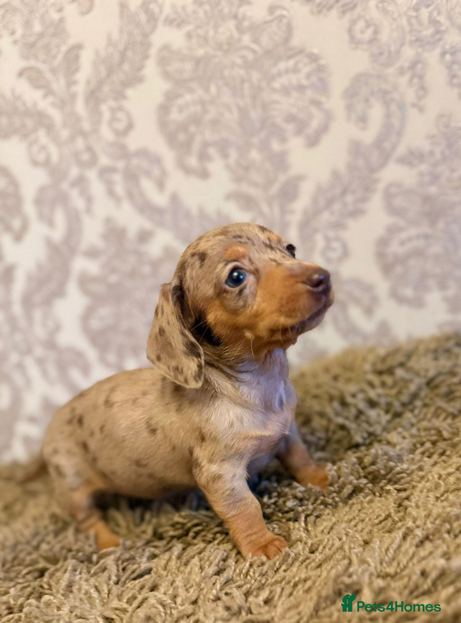 Dachshund dogs Dachshund tiny babies  - Advert 4