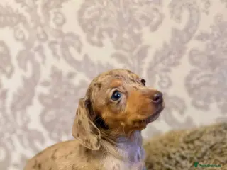 Dachshund dogs Dachshund tiny babies - Advert 4