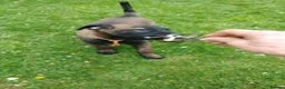 Belgian Shepherd Dog dogs for sale: Belgian Malinois knpv x ring sport fci ikc reg in Omagh - Advert 7
